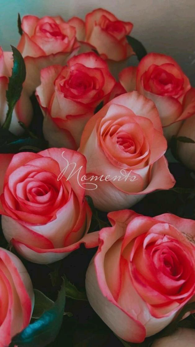 Velvet Twilight Embrace Arrangement
